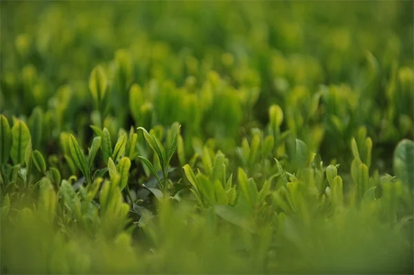 実体験！Vinca vine（ツルニチニチソウ）の後悔しない代替植物