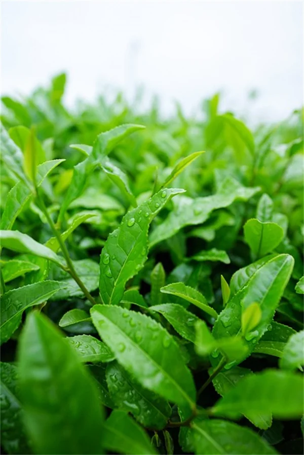 観葉植物の除虫は室内に戻す前に！私が実践する5つの簡単なコツ