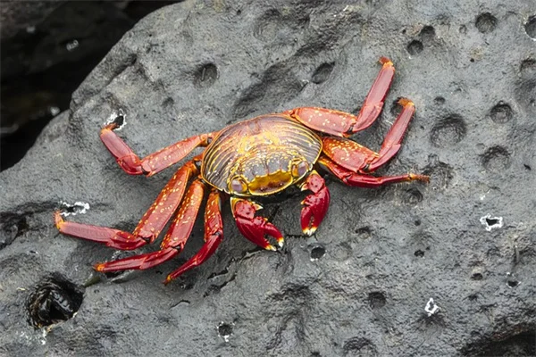 テキサス・オクラホマで失敗しないつる植物の選び方と育て方の実践的ガイド