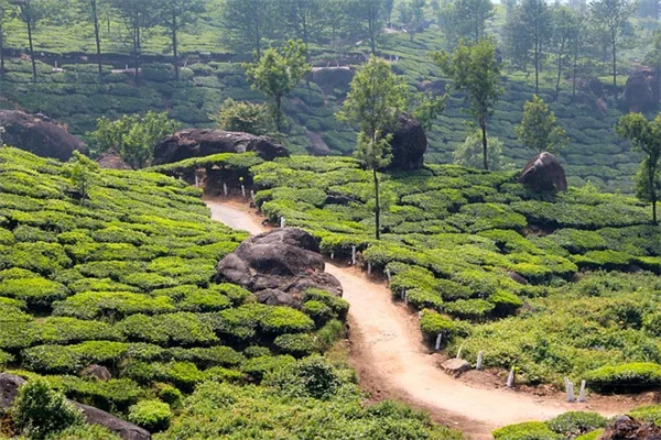 長生きする観葉植物8選 | 数十年育てられるおすすめと簡単な育て方