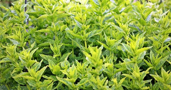 自播花おすすめ8選！手間いらずで増える花の管理と注意点