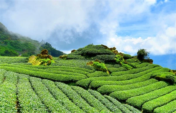 クリスマスの飾りつけに使える植物8選と長持ちさせるコツ