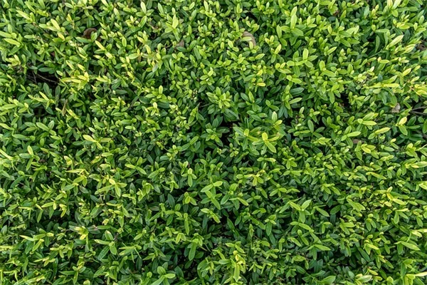 観葉植物で冬のブルー対策！効果的な5選と育て方