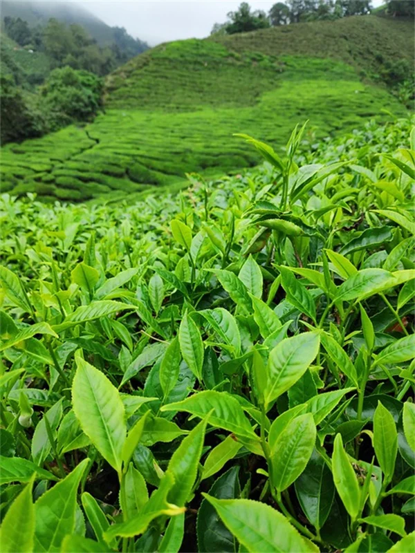 観葉植物で冬のブルー対策！効果的な5選と育て方