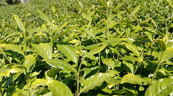 橡子南瓜品种完全指南：橘色果肉到白色稀有品种