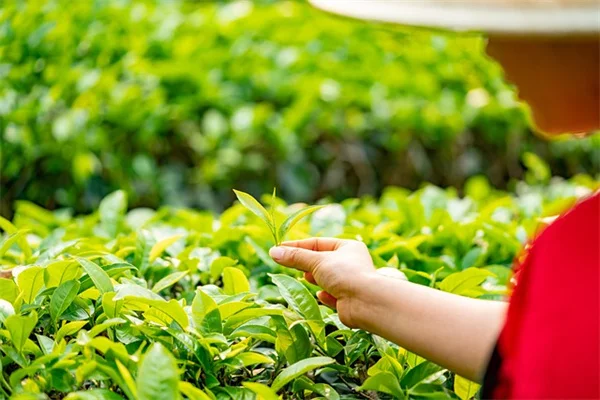 コテージガーデンに絶対入れたい！初心者でも失敗しない花10選と育て方のコツ